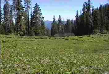 Picture of a Mountain meadow.