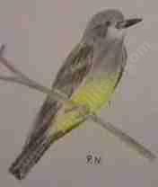 My drawing of a Cassin's kingbird.