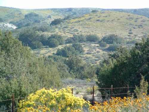 The juniper woodland is used by the Say's phoebe.