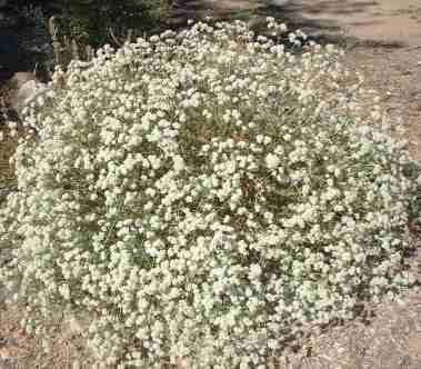 Much of the interior areas of Los Angeles were covered with coastal sage scrub. Buckwheat was everywhere in East LA.