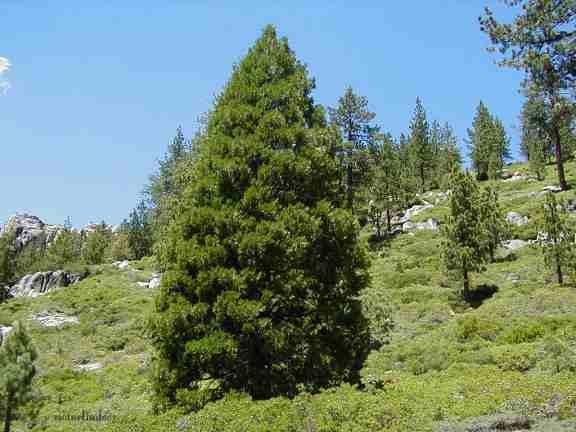 Insence cedar and Arctostaphylos nevadaensis in the Sierra mountains.