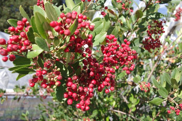 Toyon covered many of the hillsides of Los Angeles and southern California in the past. This is Hollywood!