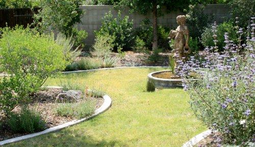 Steve's garden in Bakersfield, Buffalo grass lawn with Salvia Pozo Blue on one side and Big Berried manzanita on other.