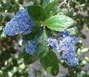 Ceanothus Ray Hartman Mountain Lilac