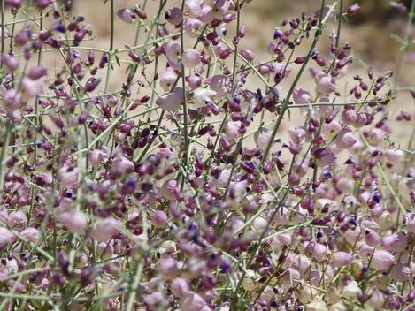 Salazaria mexicana Bladder-Sage  - grid24_12