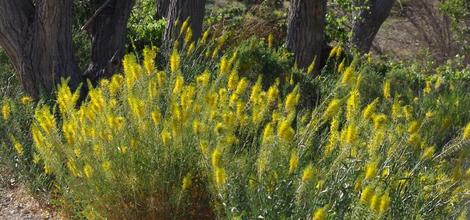 Stanleya pinnata Princes Plume between Joshua Trees and Cottonwoods - grid24_12