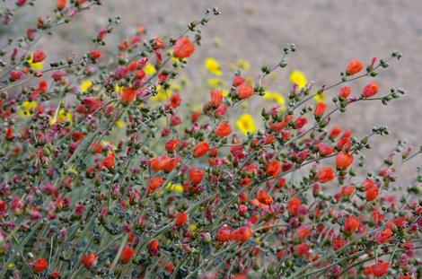 Desert mallow south of Barstow - grid24_12