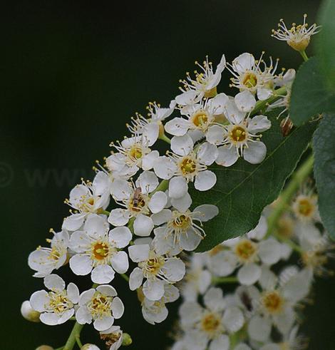 Prunus virginiana demissa, Western Chokecherry flowers - grid24_12