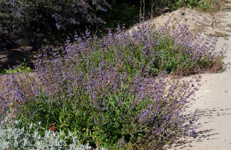 Nice blue flowers on a one foot tall and 3-4 feet wide bush. - grid24_12