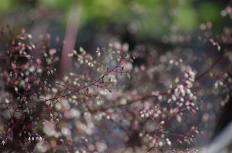 Heuchera micrantha. Small-flowered Alumroot, might be better preserved by calling it Dainty forest fairy flowers. - grid24_12