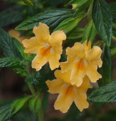 Diplacus-aurantiacus-lompocensis is a Sticky monkey flower with little sticky and bigger flowers and is sometimes called Mimulus aurantiacus, which is what they call almost all the monkey flowers. It's like everyone is Bob and Mary. - grid24_12