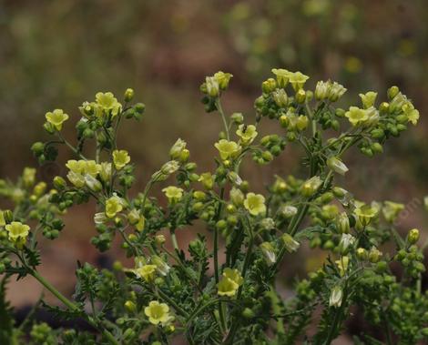  Emmenanthe penduliflora (whisperingbells), I don't know, they've never whispered anything to me. - grid24_12