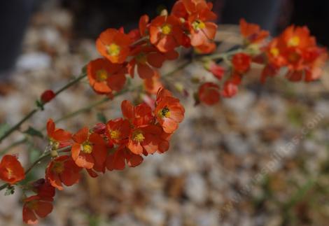 Sphaeralcea munroana. Munro's Globemallow - grid24_12