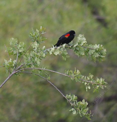 Red-winged Blackbird - grid24_12