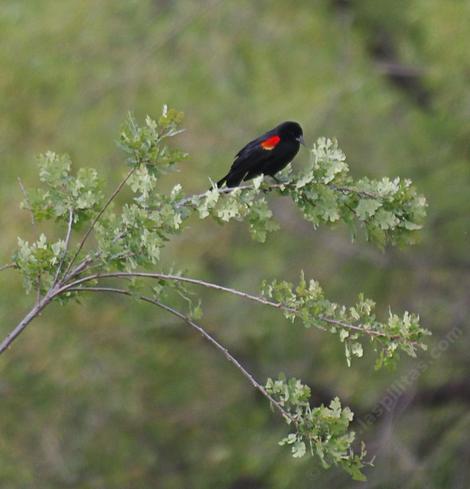 Red-winged Blackbird - grid24_12 Red-winged Blackbird - grid24_12