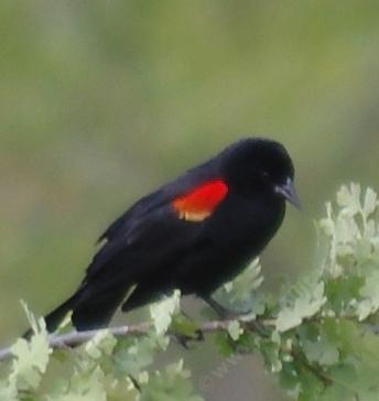Red Wing Black bird, sorry he was about 50 meters away - grid24_12