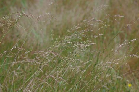 Pine Bluegrass, Poa scabrella - grid24_12