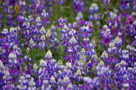Field Lupine, Lupinus nanus, and they are fragrant  - grid24_12