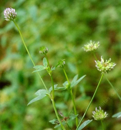 Trifolium ciliolatum. Tree Clover, Foothill Clover - grid24_12