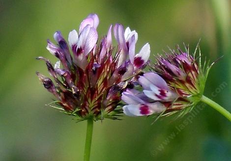 Trifolium willdenovii. Tomcat Clover - grid24_12