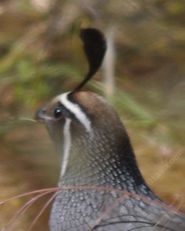 male quail in Golden Gate Park - grid24_12