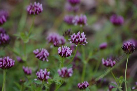 Trifolium variegatum. White-Top Clover is really rather purple. - grid24_12