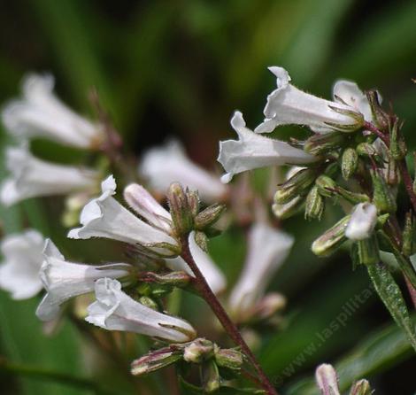  Yerba Santa (Eriodictyon californicum) with white flowers