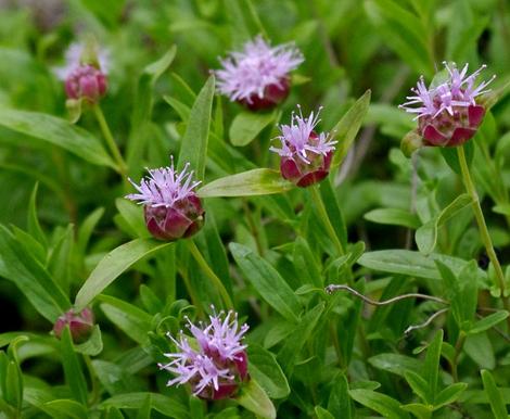 Monardella odoratissima Mountain Coyote Mint, Mountain Beebalm, or Western Pennyroyal, and it smells good - grid24_12