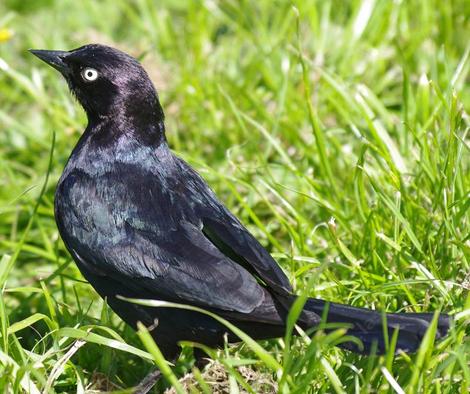 A brewer's Blackbird in Buena Vista park San Francisco. (Haight Ashbury) - grid24_12