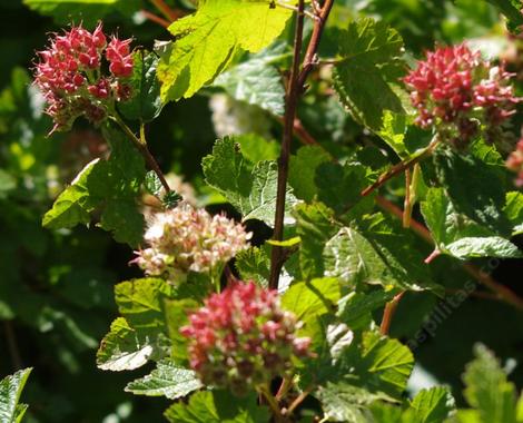 Physocarpus capitatus Ninebark,seed pods are bright red - grid24_12