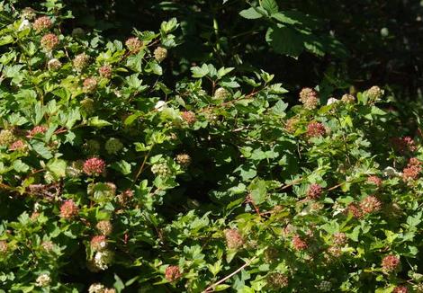 Physocarpus capitatus Ninebark, flowers are white, seed pods are bright red. - grid24_12