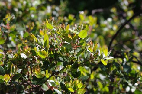 Arctostaphylos tomentosa - woolly leaf manzanita - grid24_12