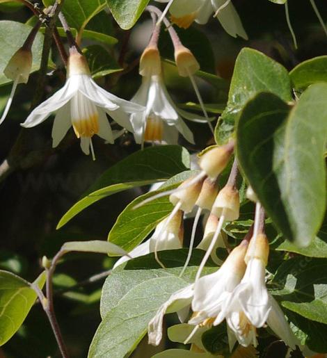 Styrax officinalis californica Snowdrop Bush's flower - grid24_12