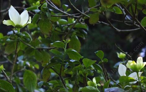 Pacific or Western Dogwood, Cornus nuttallii - grid24_12