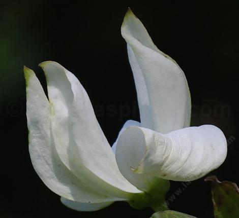 Pacific Dogwood, Cornus nuttallii  in San francisco - grid24_12