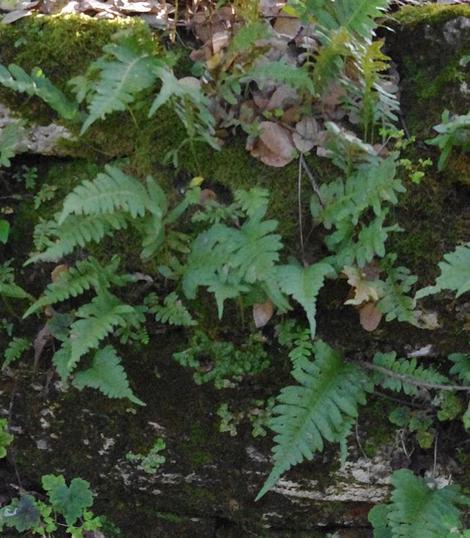 polypodium californicum planted in a stone wall in San Francisco - grid24_12