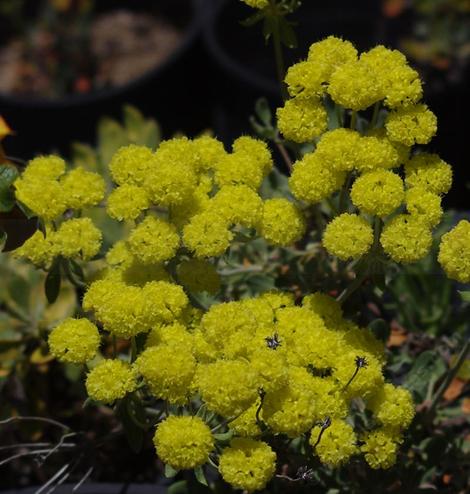 Sulphur-flower Buckwheat Eriogonum umbellatum var. chlorothamnus - grid24_12