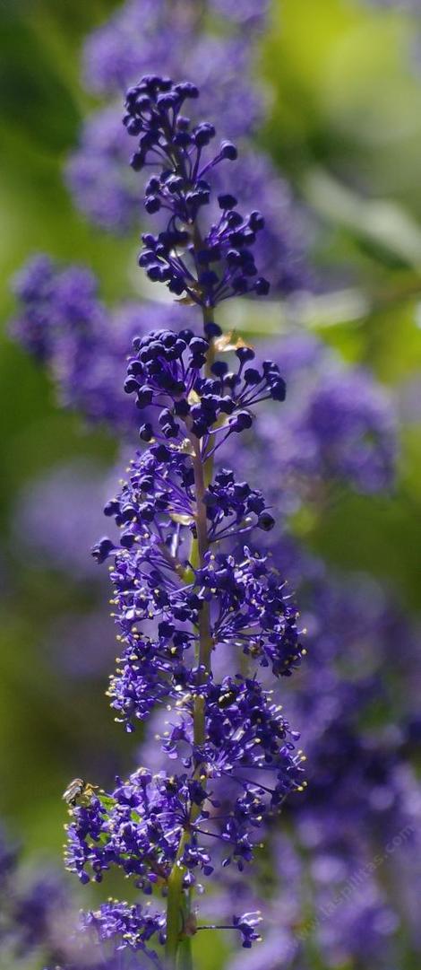 or maybe Ceanothus  indigo blue? Grape soda Ceanothus? - grid24_12