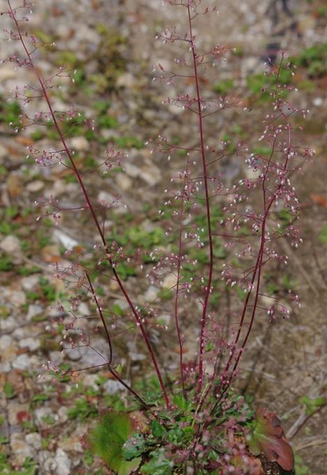 heuchera micrantha is a cutie - grid24_12