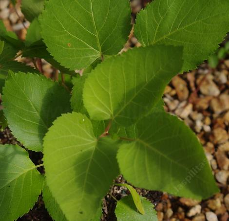 Aralia californica elk clover leaves - grid24_12