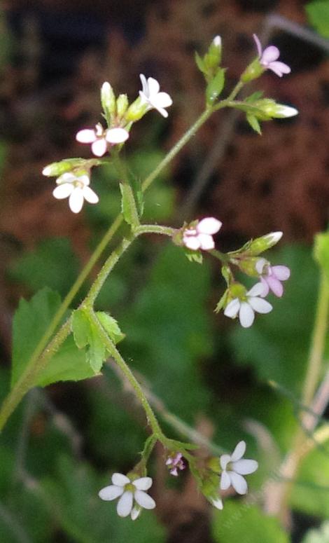 Boykinia occidentalis (Coast boykinia). I can never get the pronunciation right. Celeste yells at me for calling it boy-key-ah - grid24_12