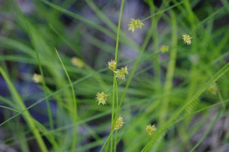  Carex pansa (sanddune sedge) - grid24_12