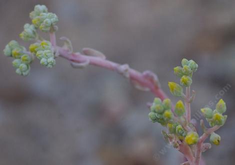 dudleya caespitosa flowers - grid24_12