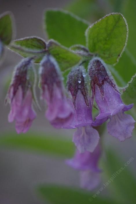 Lepechinia fragrans, Island Pitcher Sage grows on the island and from Ventura, through Los Angeles into the San Gabriel Mountains.  - grid24_12