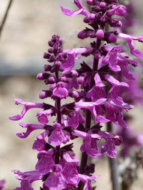 stachys chamissonis is quite the show stopper - grid24_12