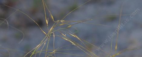 Stipa comata is also known as Hesperostipa comata - grid24_12