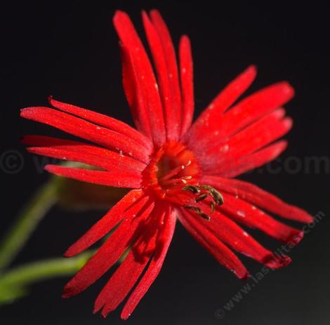 Silene laciniata angustifolia,  Red Catchfly with it's red star - grid24_12