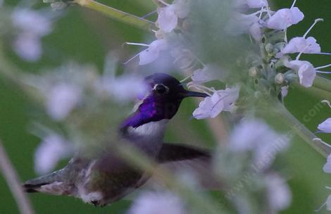 costa hummingbird on salvia compacta - grid24_12