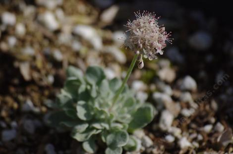 Eriogonum ovalifolium Cushion Buckwheat grows into a little mat. - grid24_12