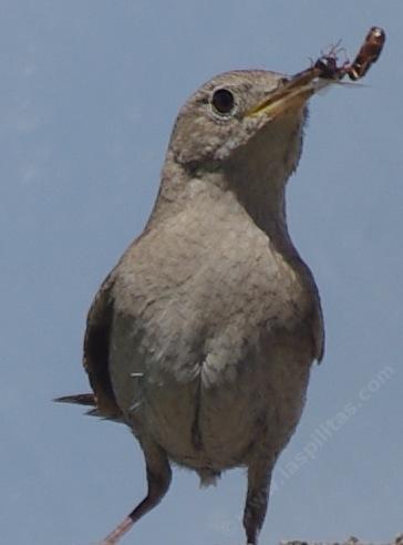 Female house wren, Troglodytes aedon with bug - grid24_12